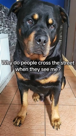 Understanding Rottweilers: The Misunderstood Breed