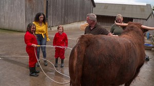 Hi all, check out Animal Care Club on Channel 5’s Milkshake tomorrow at 8am to see Farmer Dave getting more than he bargained for when he asks junior helpers to get Murphy the prize-winning bull ready for his next show. Let’s just say he gets showered with help👀 | This Week on the Farm