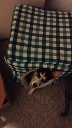 8809. Off lead non-verbal over in the soft box drop wait distractions octopus home 15 March 2026 AK