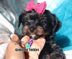 RARE EXOTIC COLORED YORKIES * MERLE YORKIES USA* TEACUP PUPPIES* MERLE YORKIE PUPPIES FOR SALE  * MERLE YORKIES CALIFORINA  NEAR ME