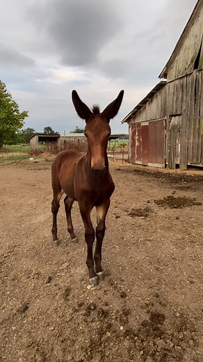 Adorable Baby Mule with Attitude