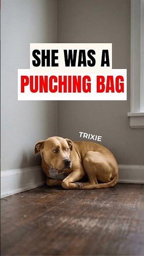 She Was a Bait Dog. Today She Is Fully Rehabilitated