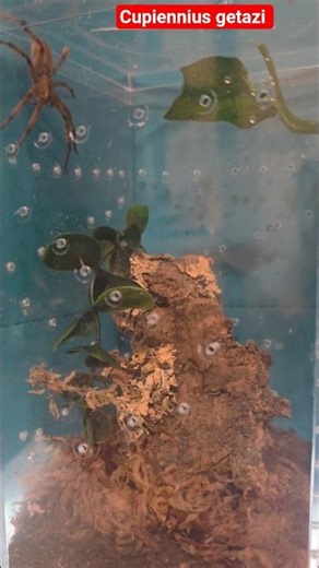 Would You Hold This Spider? 😳