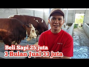 Tricks and Tips for Fattening Cattle in 3 Months for Maximum Harvest Results