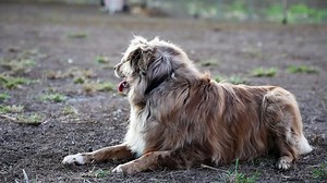 Australian Shepard Laying Down Looks Camera Stock Footage Video (100% Royalty-free) 1063369234 | Shutterstock