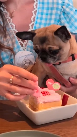 83K views · 2.6K reactions | Happy Birthday Momo! | PewDiePie | Facebook