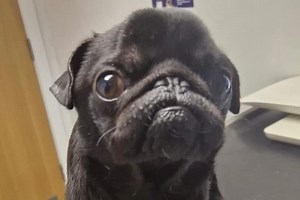 Home needed for Groot the ‘deformed’ abandoned pug at Rotherham dog shelter
