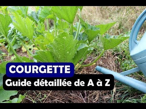 La culture de courgette: semis, plantation, taille, entretien, récolte...