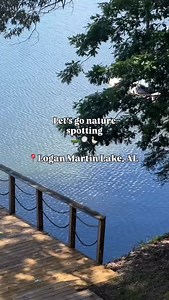 🛶Hop in the boat let’s go nature spotting on Logan Martin Lake! A reservoir located in east central Alabama on the Coosa River, this lake is a hub for all kinds of nature. You never know what you might find! 👀Some species to keep an eye out for: —Canada Geese —Mallards —Great Egrets —Great Blue Herons —Donkeys (apparently!) even some Bald Eagles🦅 🐍Help us identify our slithering friend on the last slide in the comments👇 📍Logan Martin Lake, AL #loganmartinlake #lakelife #alabama #thebamabuz