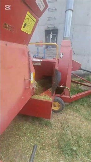 chopping hay for the cows #cows #hay