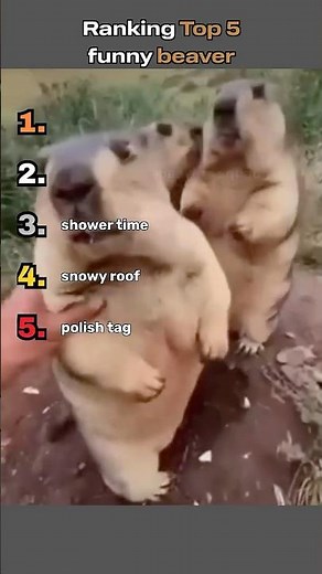 Ranking Top 5 funny beavers moments #funny #top5 #ranking #animals #beaver