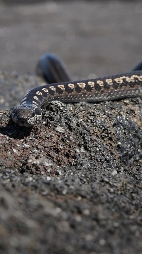 There are a number of endemic racer snakes found in the Galápagos Islands, including one species that has even adapted to hunt marine fish. They are a priority species for reintroduction to Floreana Island thanks to the Galápagos Conservation Trust’s research and efforts. #ReptileAwarenessDay | Lindblad Expeditions