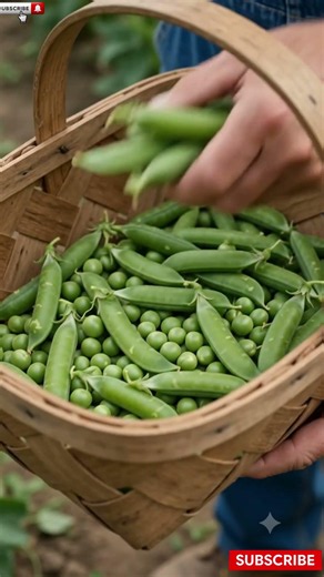The Secret Journey of Green Peas#GreenPeas #FarmToTable #Agriculture #FarmLife #FoodJourney #shorts