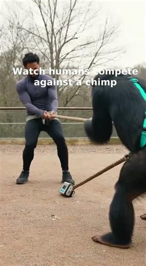Man vs Chimpanzee: Ultimate Strength Test in Action Today