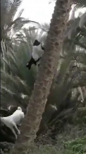Goats climb up and down almost vertical palm trees