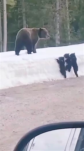 discoverywildjoy | Baby bear crying to help his mother 😭 _ _ _ _ _ _ _ _ #bear #bearcrying #bearattack #wildanimals #wildlifeindia #wildlife_photography... | Instagram