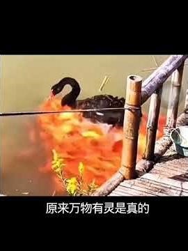 小哥游泳被天鹅误会，天鹅竟带着族群致歉小哥#天鹅#万物皆有灵