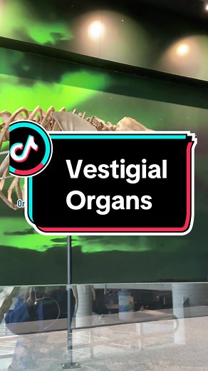 Exploring the Mystery of Vestigial Organs
