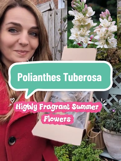 Growing Polianthes Tuberosa: A Guide to Tuberose Care