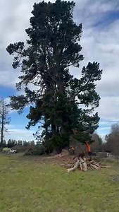 60K views · 340 reactions | Greg Donaldson Contracting Ltd 欄 Four Seasons Treecare As always, thanks for the assist! | Four Seasons Treecare Ltd | Facebook