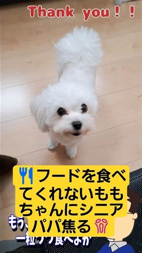 🐶Feeding him one by one... Momo's reaction 🐾 #puppy #cute