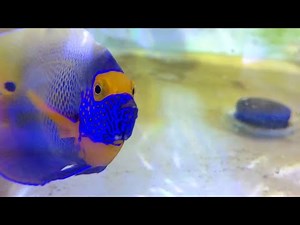 Blueface Angelfish