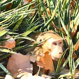 101K views · 1.3K reactions | U gly Abandoned monkey was re ject to join group #monkey | Monkey vdo | Facebook