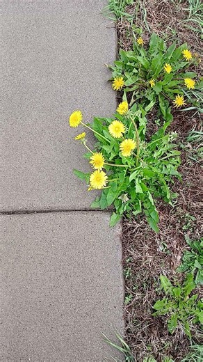 Yellow Dandelions flowers blooming among lawn grass ground with sidewalk closeby in Iowa in Spring.