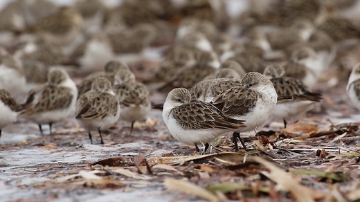It’s day three of our tour of some of Australia’s most important shorebird sites – which we now know about thanks to BirdLife Australia’s new Migratory Shorebird Directory! Although it’s still only a fledgling publication, this incredible resource has already enabled many communities living around important wader habitat to put in place Site Action Plans, empowering people to protect these precious birds and their habitat in real, meaningful ways. In NSW’s Hunter Estuary, BirdLife Australia’s Mi