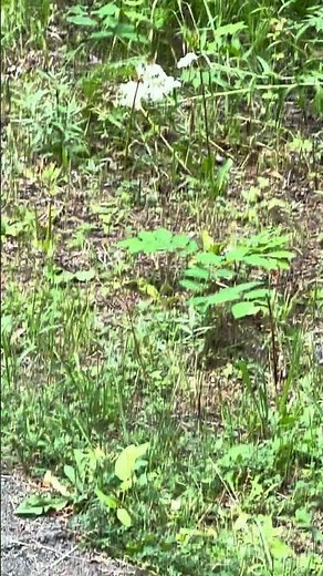 Camping at Glacier. Let me help you find the perfect camper for your new adventure