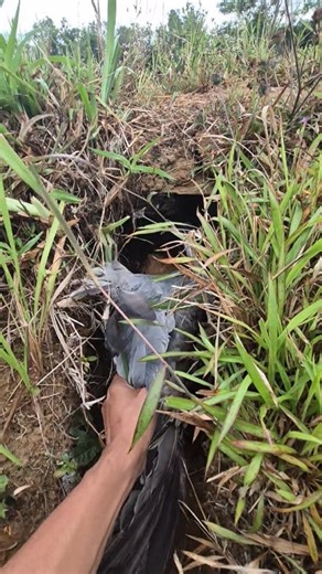 6.4K views | Nesting in the ground  | Aziz Bodan | Facebook