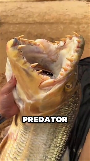 Top 3 Most Dangerous Fish on Earth