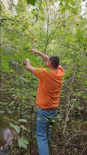Catching a Watersnake in a tree.