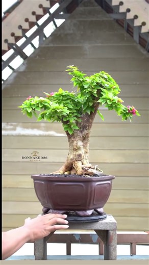 Advanced Bonsai Shaping Techniques for Future Masterpieces😱🌳