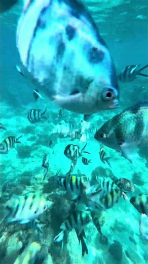 Pulau Perhentian Feels Like the Maldives | The Best Snorkeling Spot in Malaysia? 🐠
