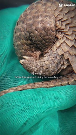 tê tê Java loài bị buôn lậu nhiều nhất