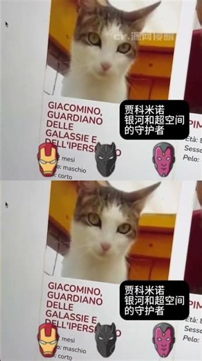 皮皮：你到底在燃什麼 #小喵咪 #貓咪 #萬萬沒想到 #反轉 #搞笑