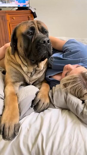 Watch My HUGE Puppy Dog's Hilarious Reaction To Getting Booped #mastiffsofinstagram #mastiff #giantdog #bigdogs #bigdogsofinstagram #doglovers #dogsofinstagram | The Bruno