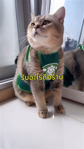 I'm a guy with many styles 😎 #MoodyTheNaughtyCat