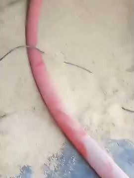 Application of Flexible Grain Auger