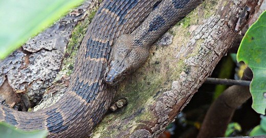 Brown Water Snake