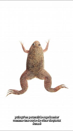 Initialement introduit en Europe dans le cadre de recherches scientifiques, le xénope lisse 🐸est depuis sorti des laboratoires 🔬. Johan Michaux nous explique l’impact de cet amphibien dans notre écosystème. | Le jardin extraordinaire - RTBF