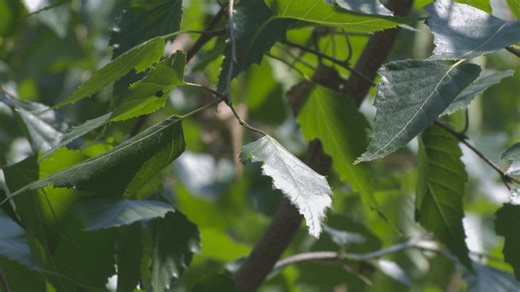 Iowa's Community Forestry Grant Program opens spring applications to rebuild tree canopies