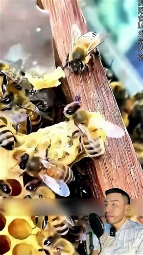 This Is How They Free a Queen Bee From Her Capsule Using Only a Box Cutter