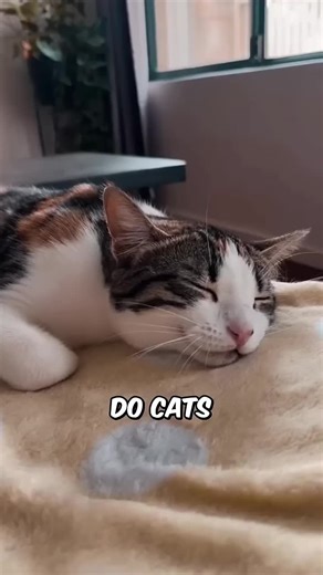 Understanding Cat Sleep: Do Cats Dream?