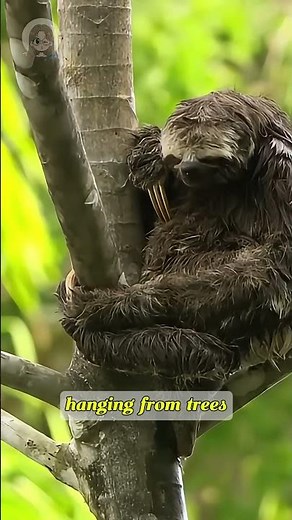 Sloth – Proof That Slow Can Be Genius