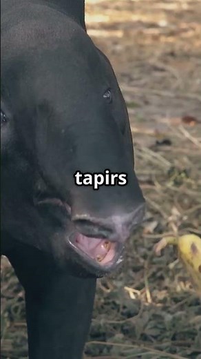 The Unique Tapir: Fun Facts