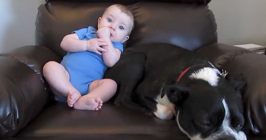 Baby poops in diaper next to dog. Dog’s response has Internet dying of laughter