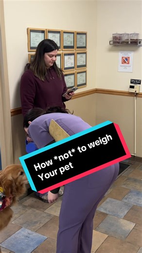 All jokes aside, your pets weight really matters! Keeping an accurate, up-to-date weight helps us spot subtle changes early, dose medications safely, and support them through every stage of life. As pets get older, even small changes on the scale can mean something big. That is why we weigh at every visit. 🐶❤️🐱 #dogsoftiktok #catsoftiktok #veterinarian #trending #animalhospital