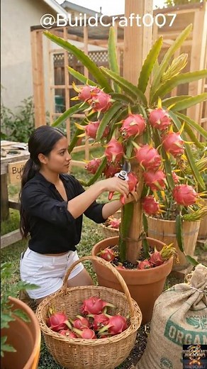This Dragon Fruit Plant Grows Like CRAZY 😍🐉 Easy Home Gardening Method